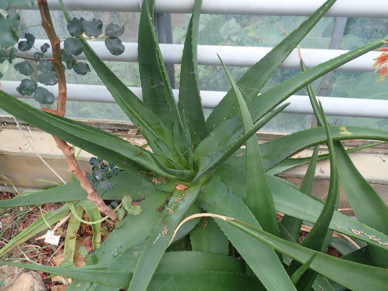 Aloe tomentosa habit