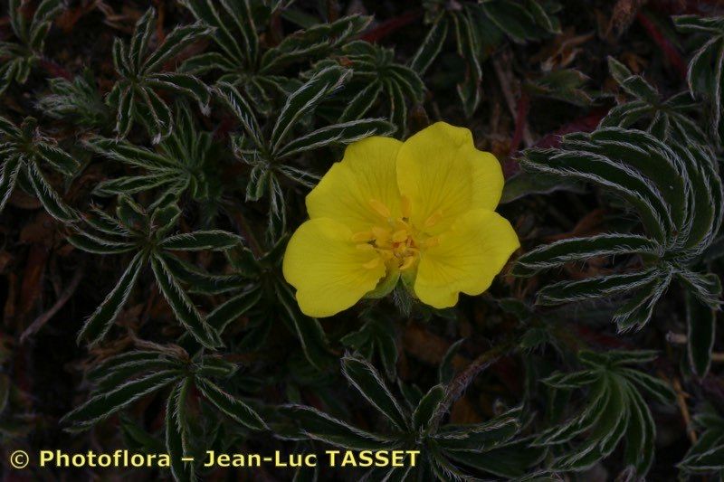 Potentilla fagineicola flower