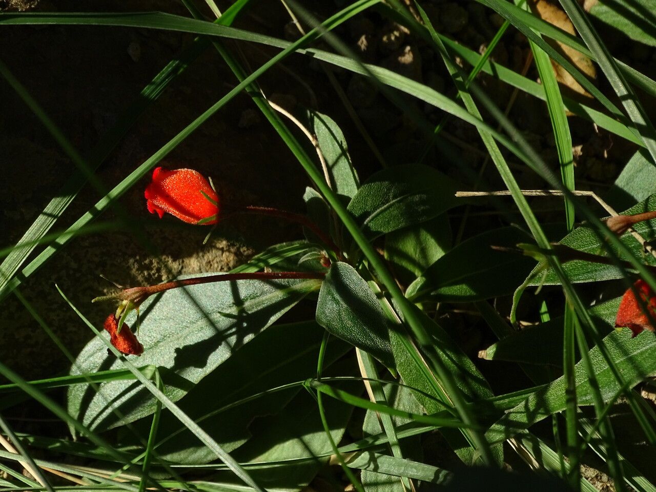 Seemannia sylvatica flower
