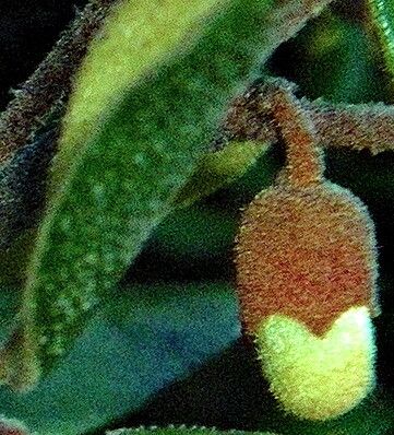 Correa lawrenciana flower