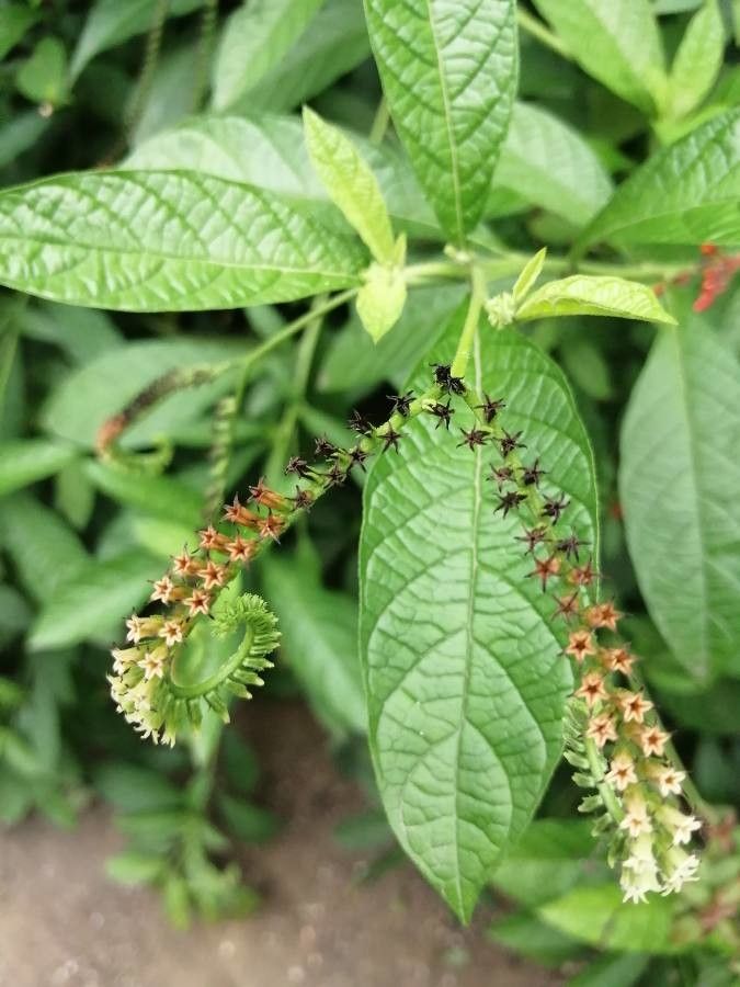 Heliotropium transalpinum flower