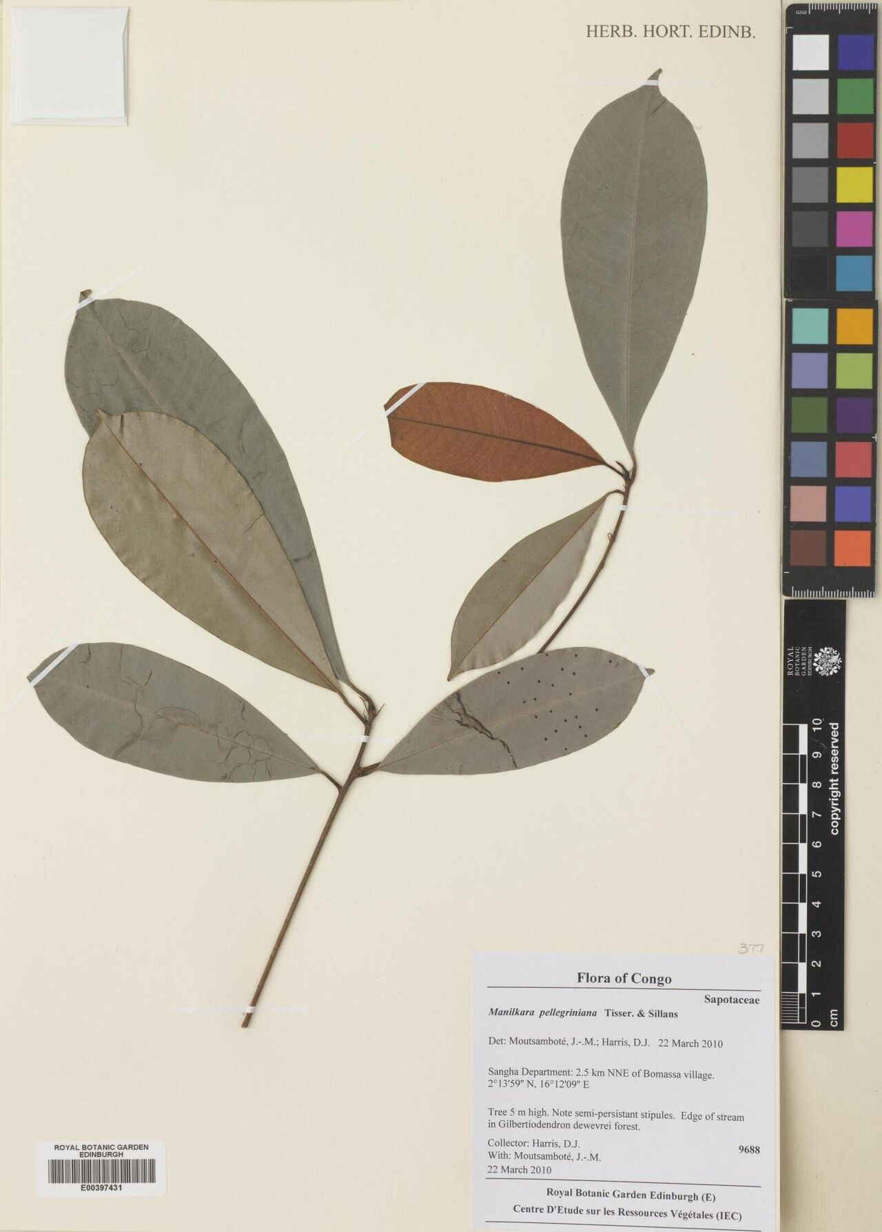 Manilkara pellegriniana — houseplant care guide