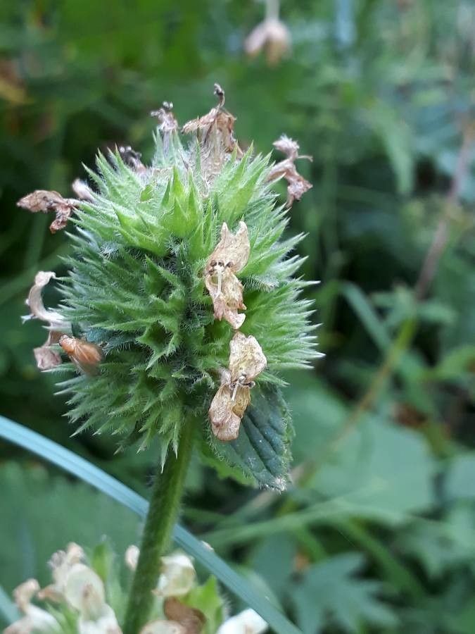 Betonica alopecuros fruit