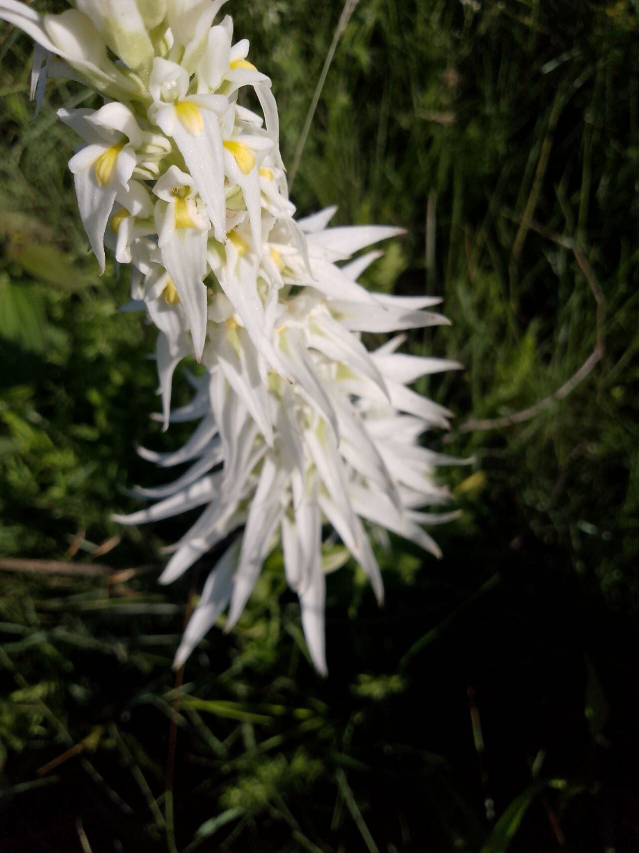 Satyrium trinerve flower