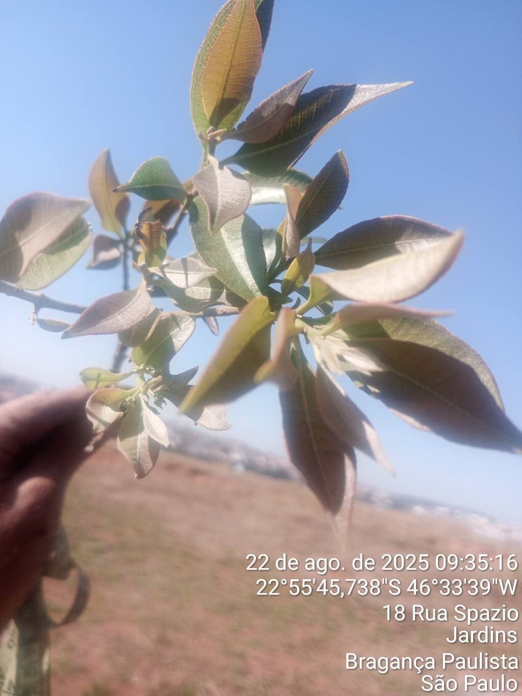 Byrsonima sericea — houseplant care guide