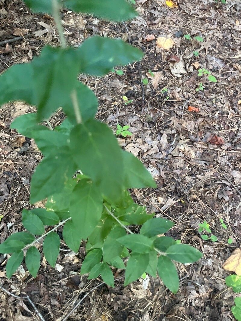 Aureolaria virginica — houseplant care guide