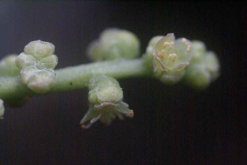 Richeria grandis flower