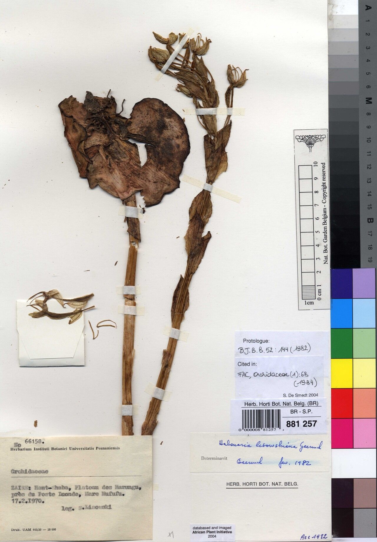 Habenaria lisowskiana — houseplant care guide