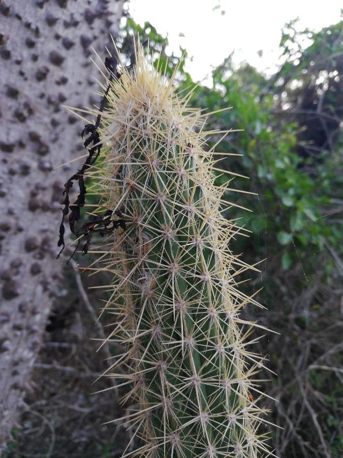 Pilosocereus gaumeri bark