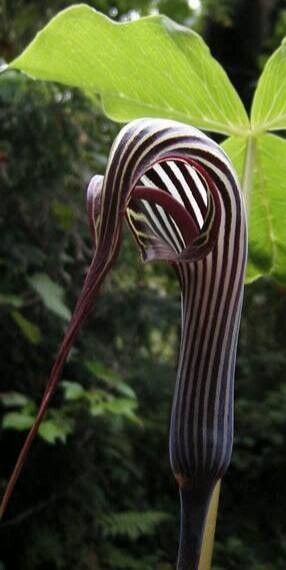 Arisaema franchetianum flower