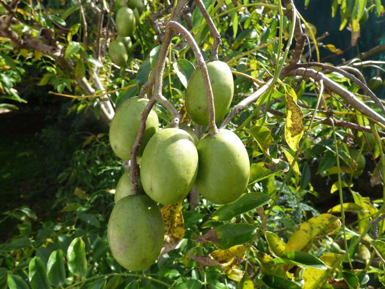 Spondias cytherea fruit