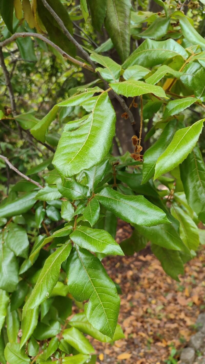 Alectryon tomentosus leaf