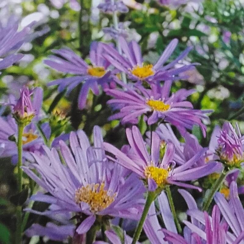 Aster × frikartii — houseplant care guide