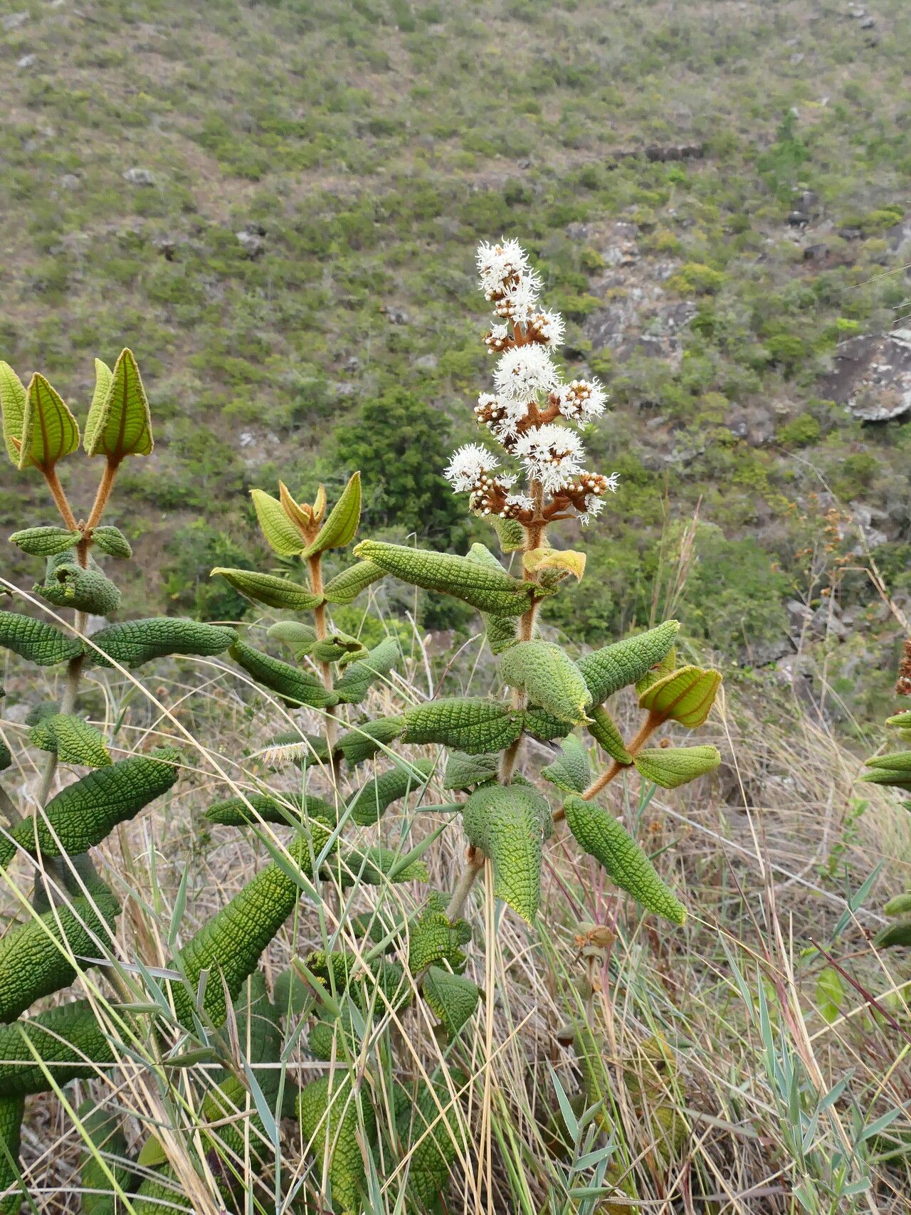 Miconia rufescens habit