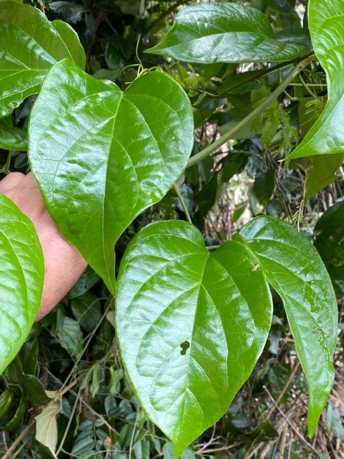 Anemopaegma setilobum leaf