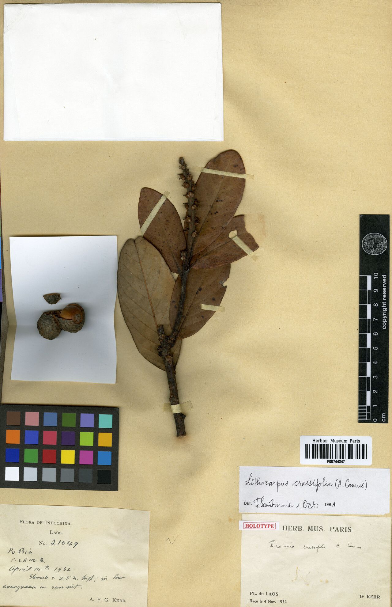 Lithocarpus crassifolius — search result for 'Lithocarpus'