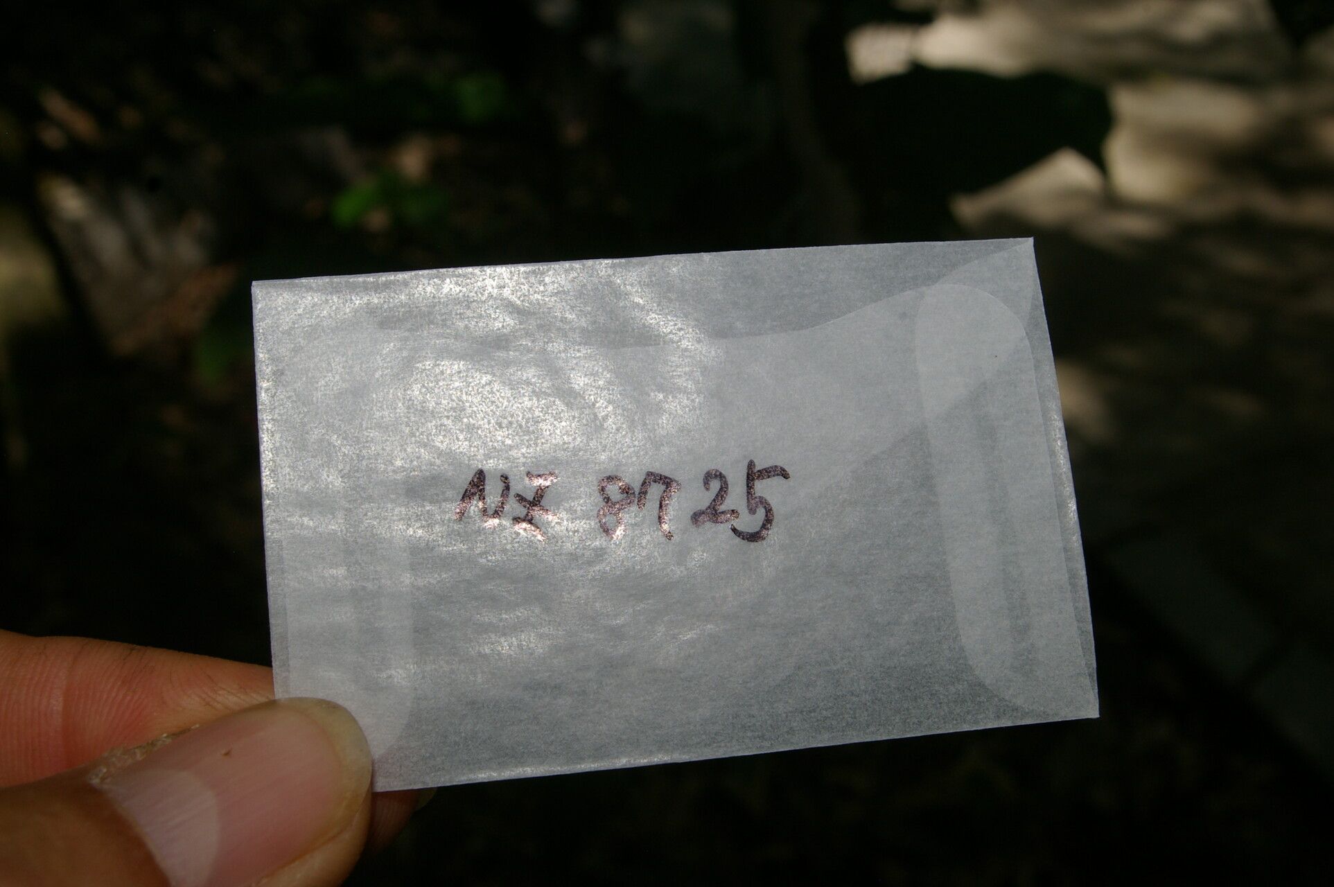 Eugenia cararaensis other