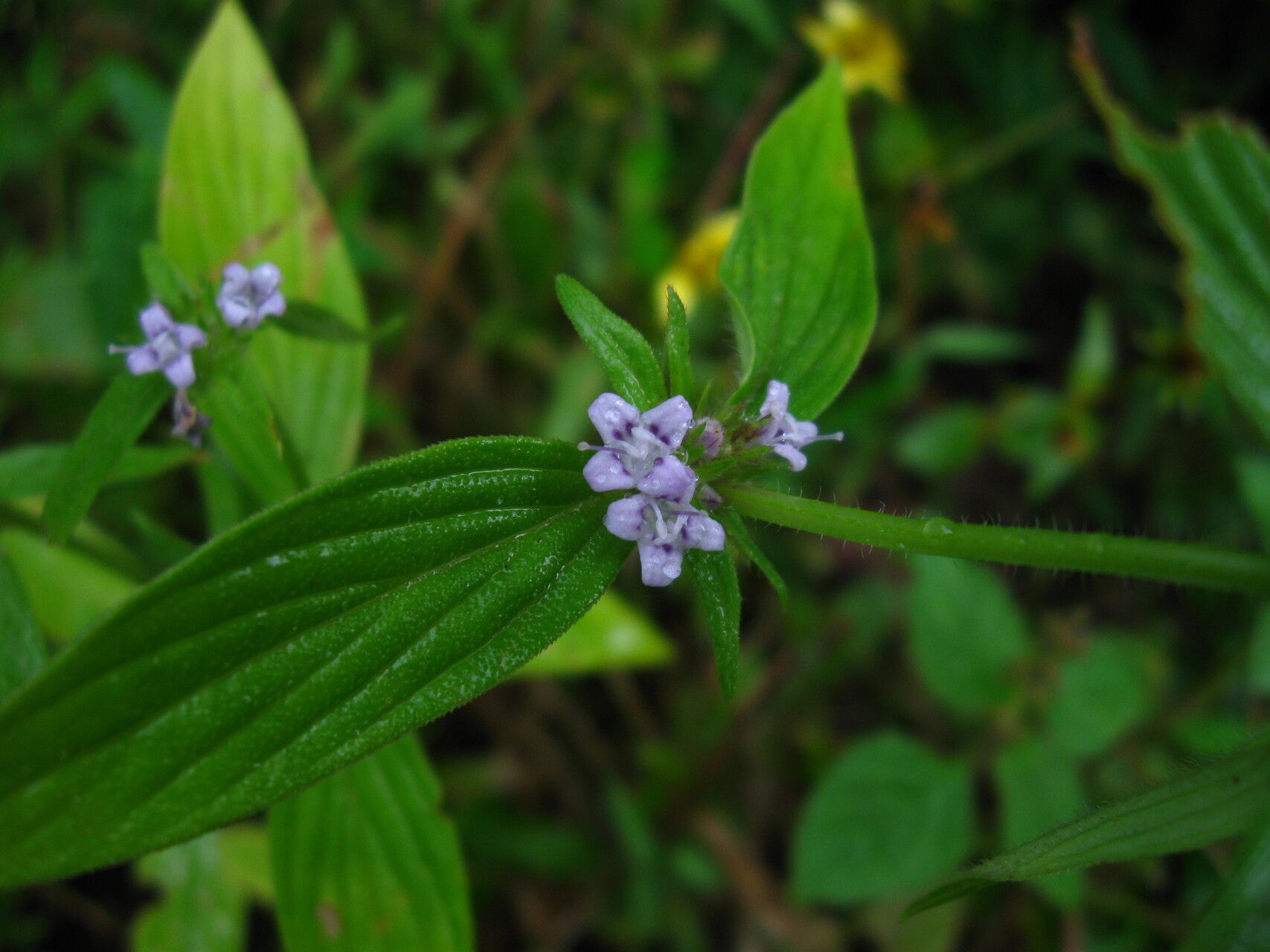 Spermacoce ruelliae — search result for 'Spermacoce'