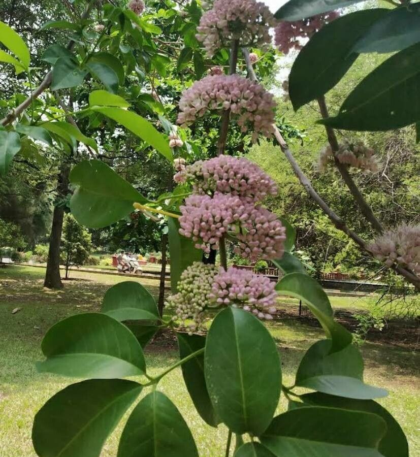 Melicope elleryana flower