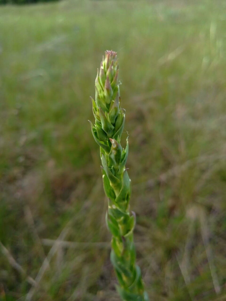 Liatris punctata leaf