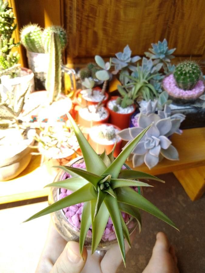 Dyckia distachya leaf