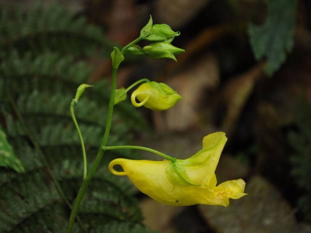 Impatiens balansae — houseplant care guide