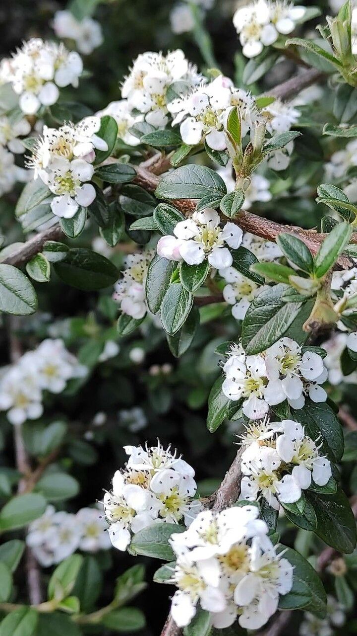 Cotoneaster dammeri flower