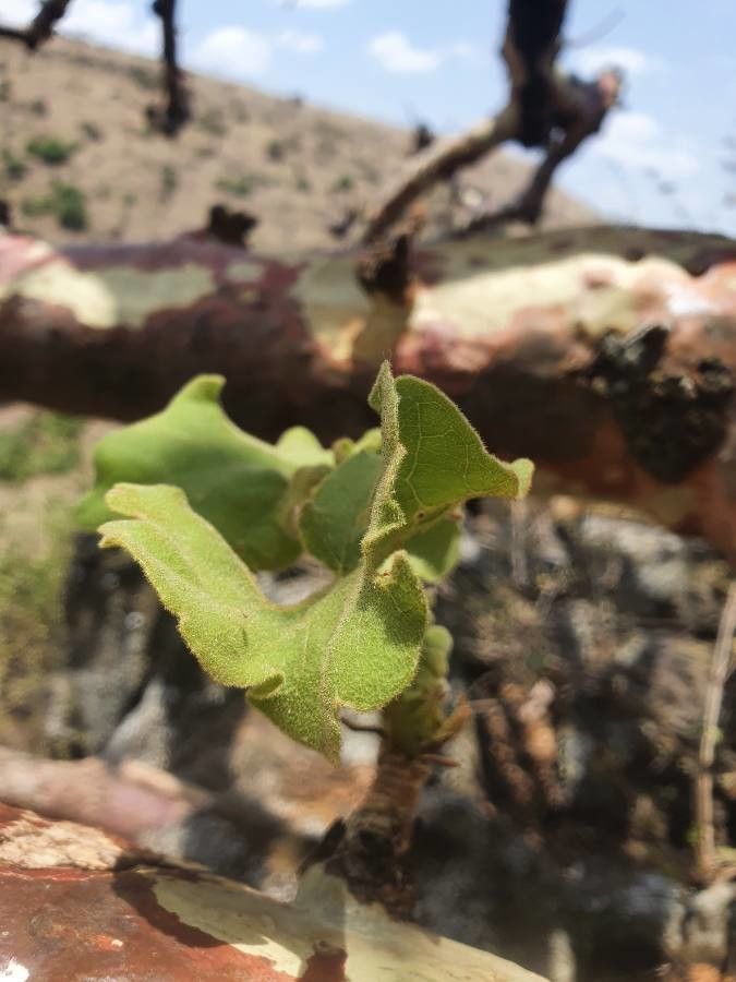 Sterculia africana — search result for 'Kenya'