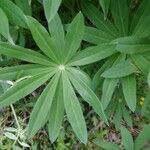 Lupinus polyphyllus