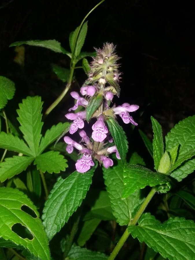 Stachys palustris flower