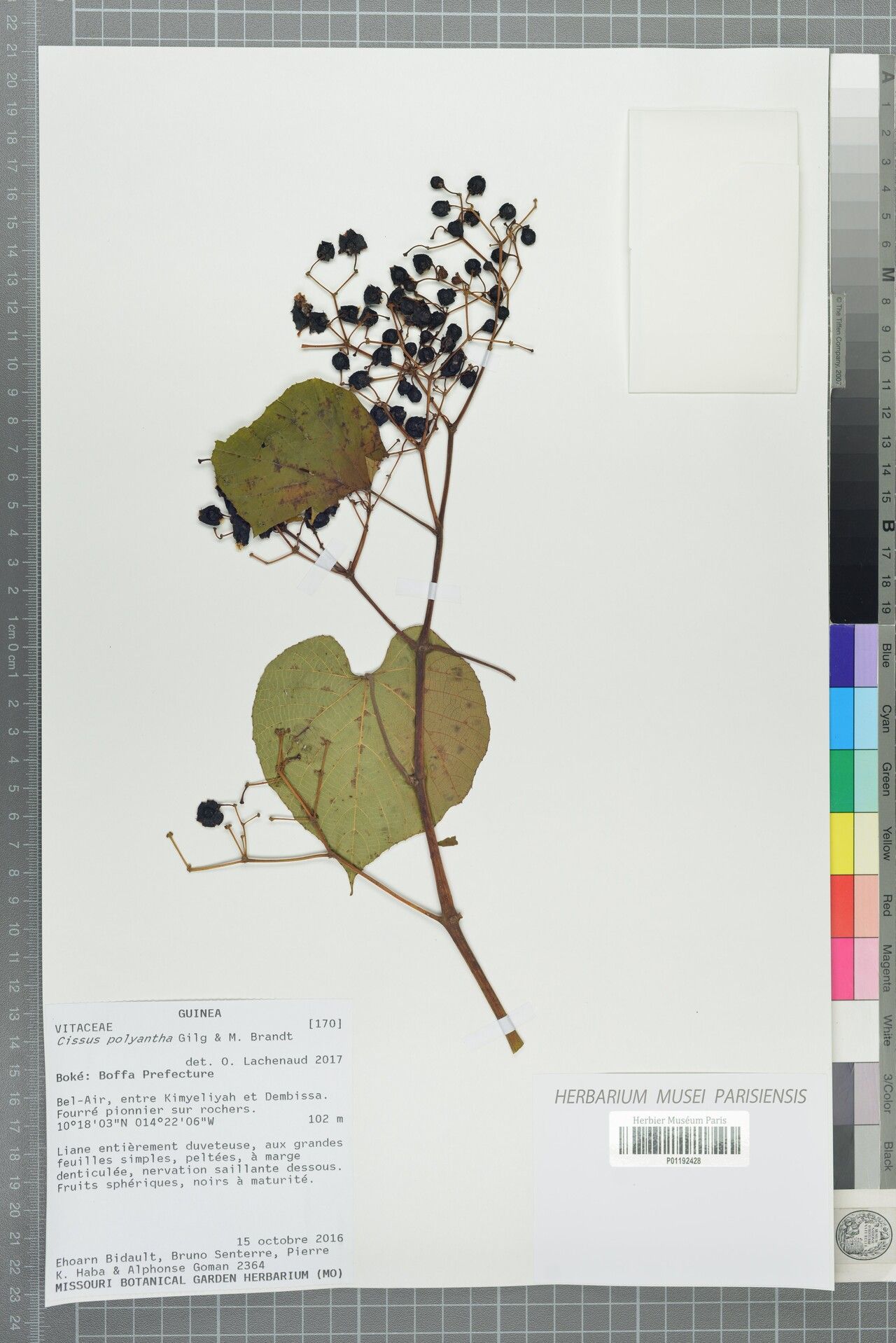 Cissus polyantha — houseplant care guide