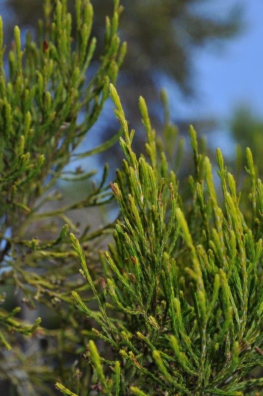 Erica arborescens leaf