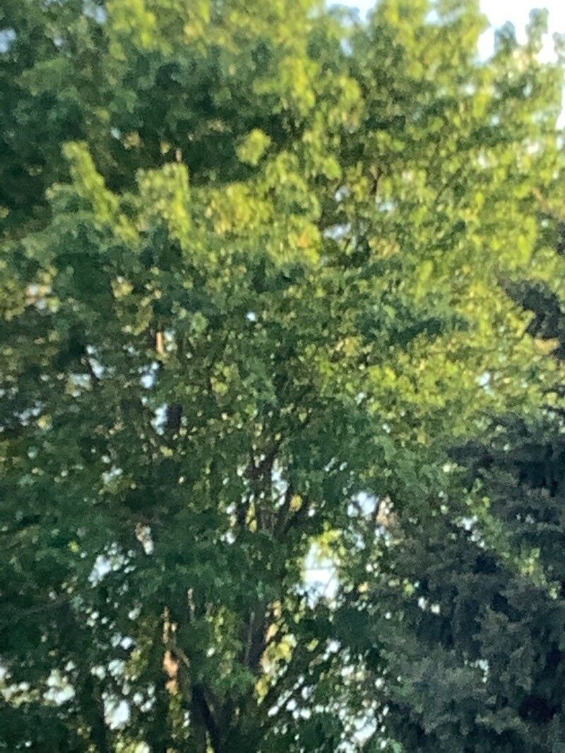 Ebenopsis ebano leaf