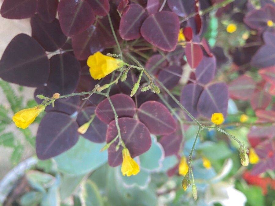 Oxalis hedysaroides flower