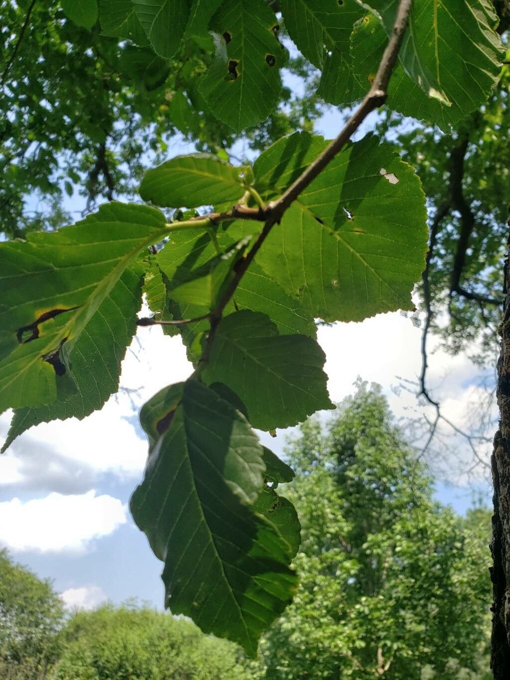 Ulmus macrocarpa — search result for 'Ulmus'