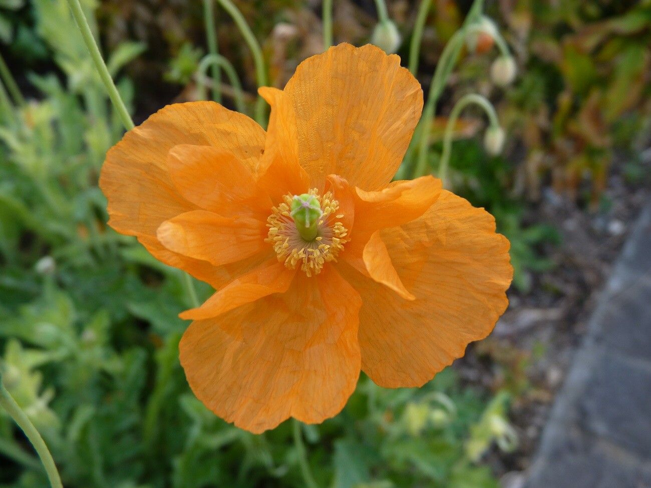 Papaver lateritium flower