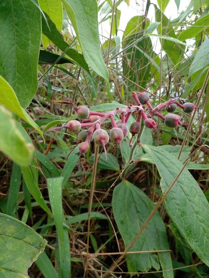 Melastoma malabathricum fruit