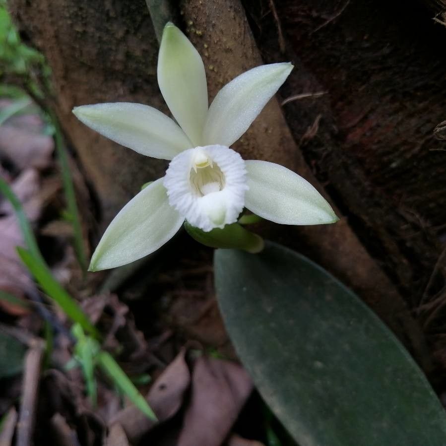 Vanilla hartii flower