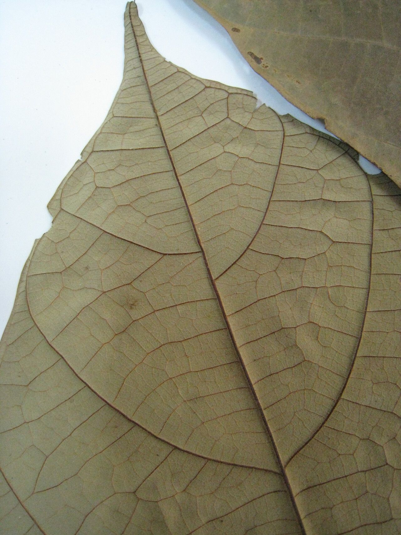 Theobroma velutinum other