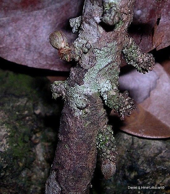 Planchonella cauliflora fruit