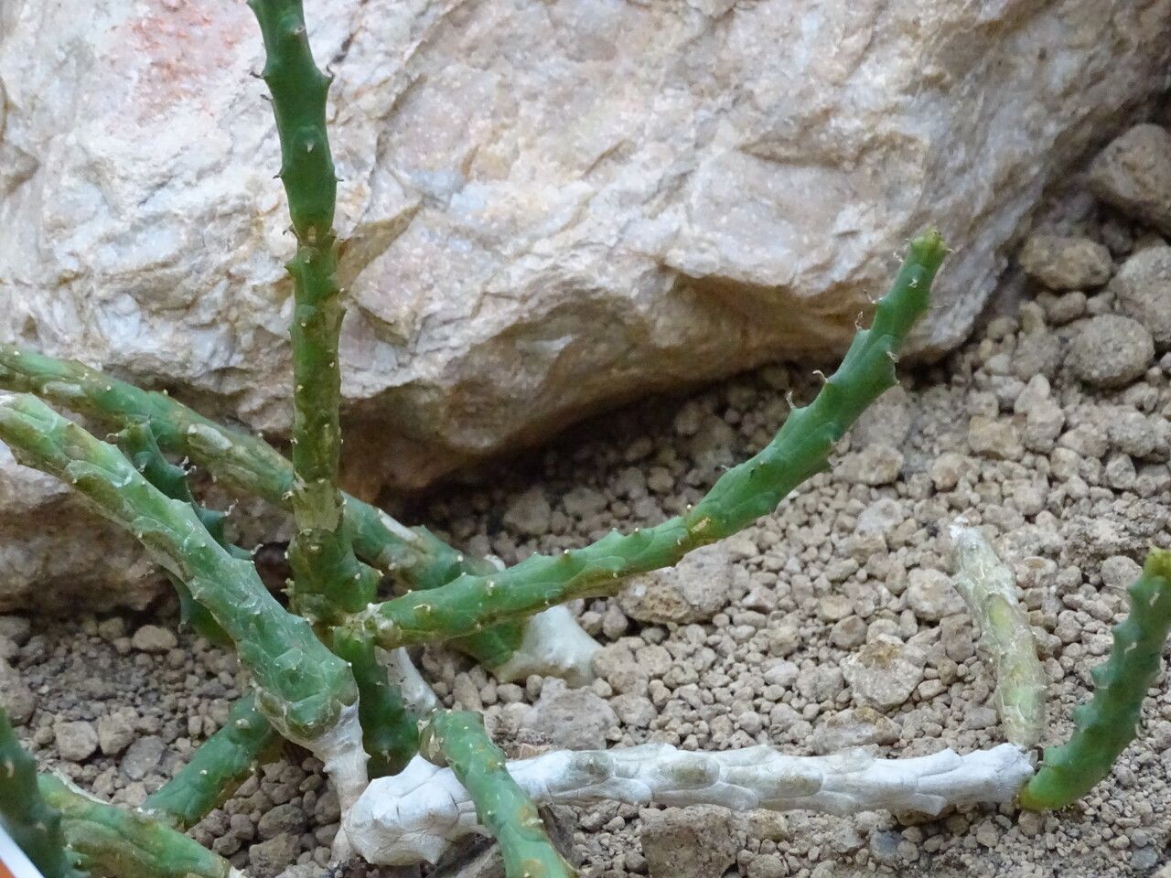 Euphorbia patula — houseplant care guide