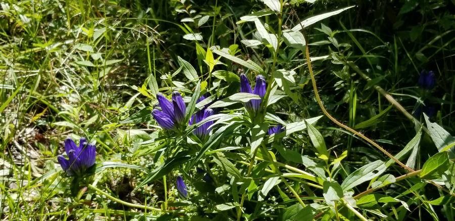 Gentiana linearis habit