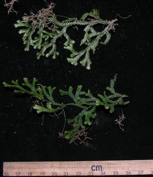 Selaginella diffusa other