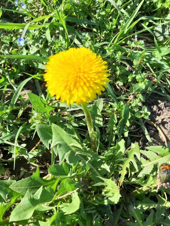 Taraxacum officinale — search result for 'Croatia'