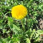 Taraxacum officinale