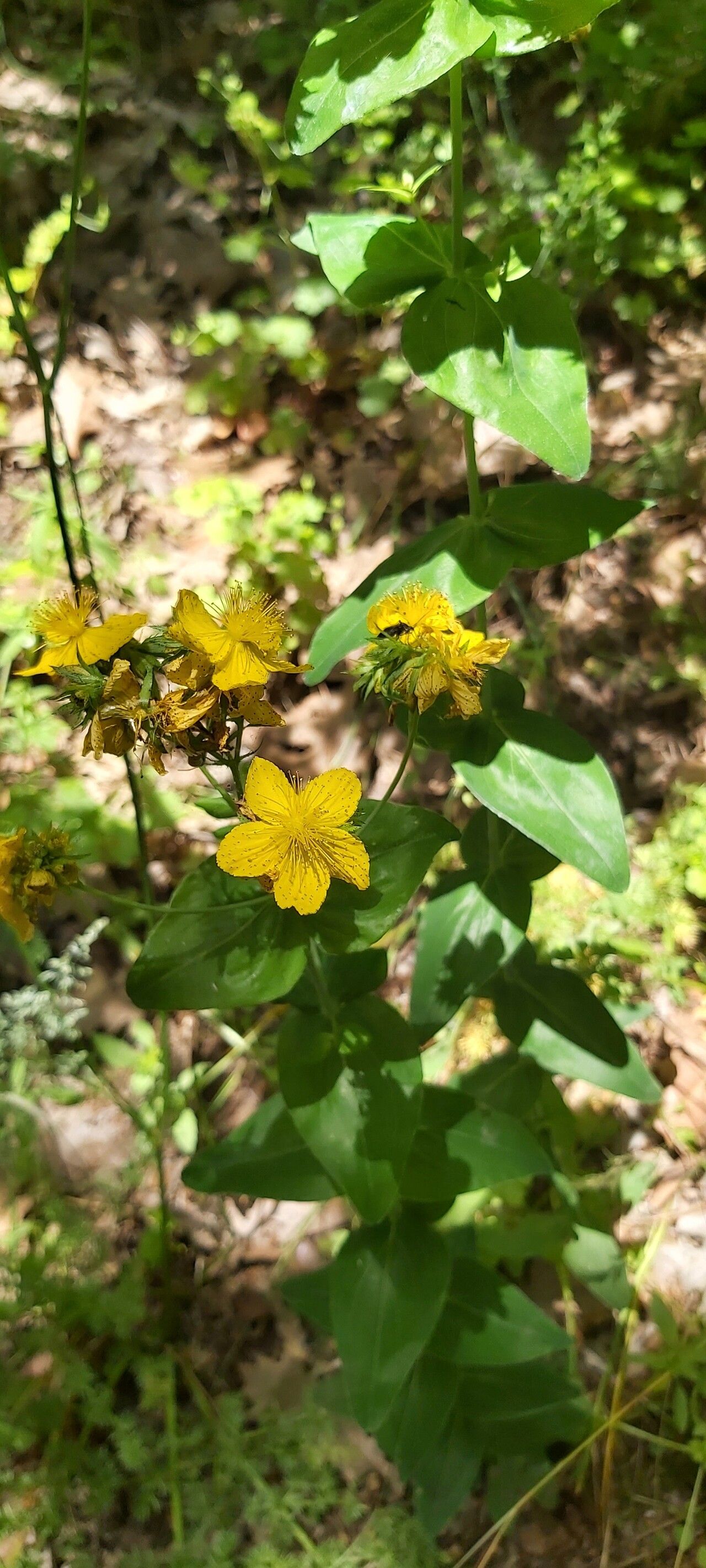 Hypericum montbretii habit