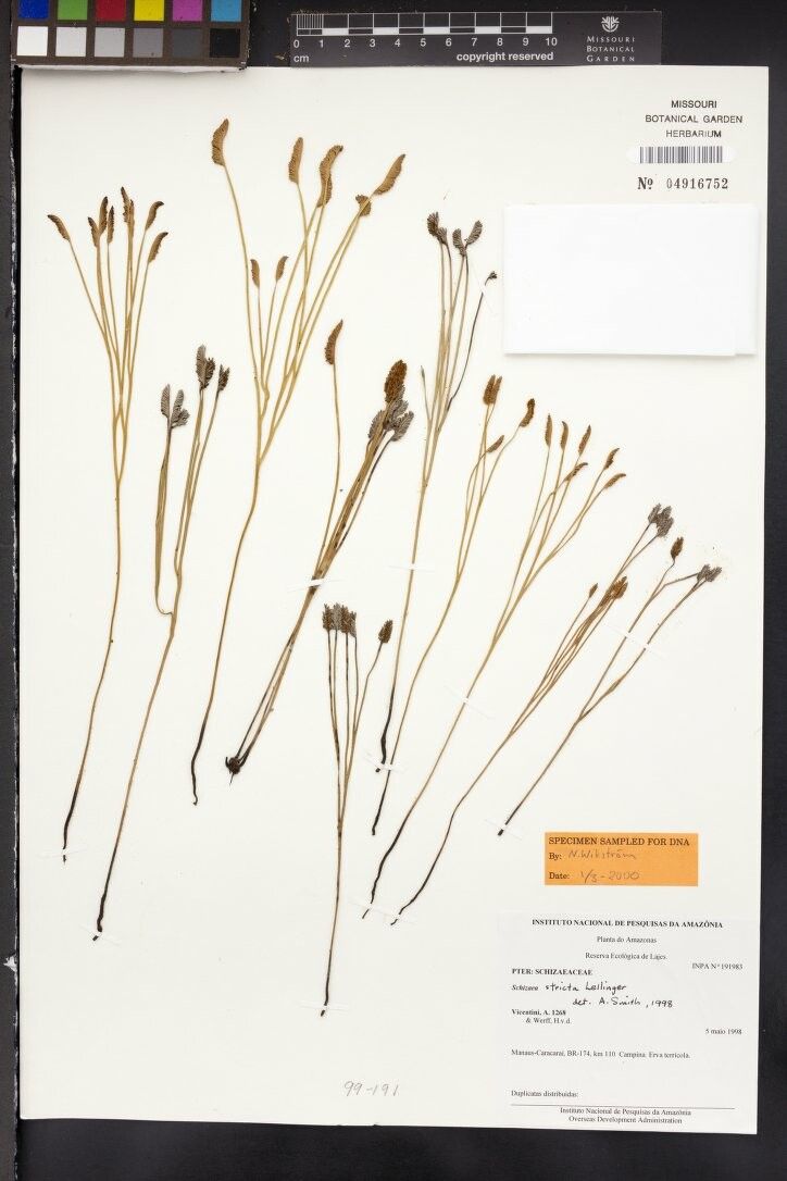 Schizaea stricta — houseplant care guide