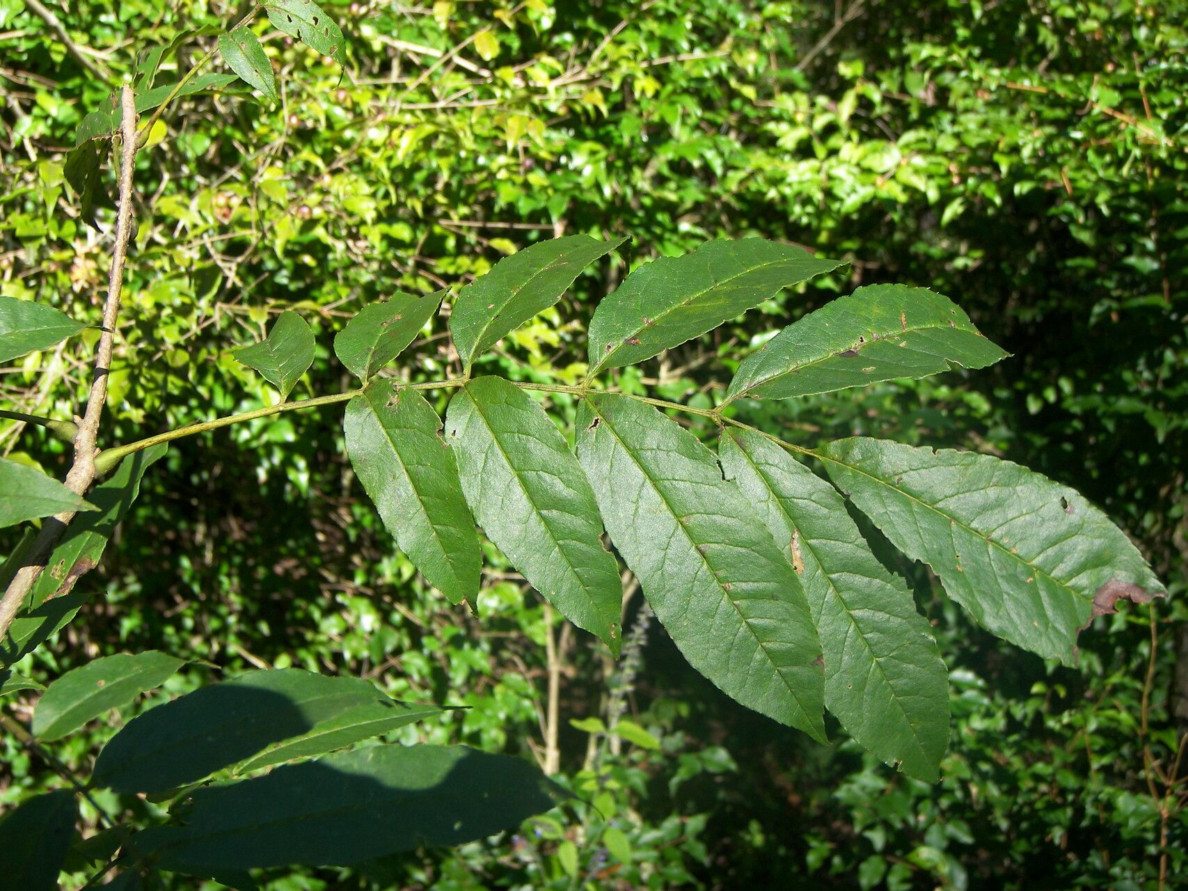 Meliosma alba — related species from the same genus