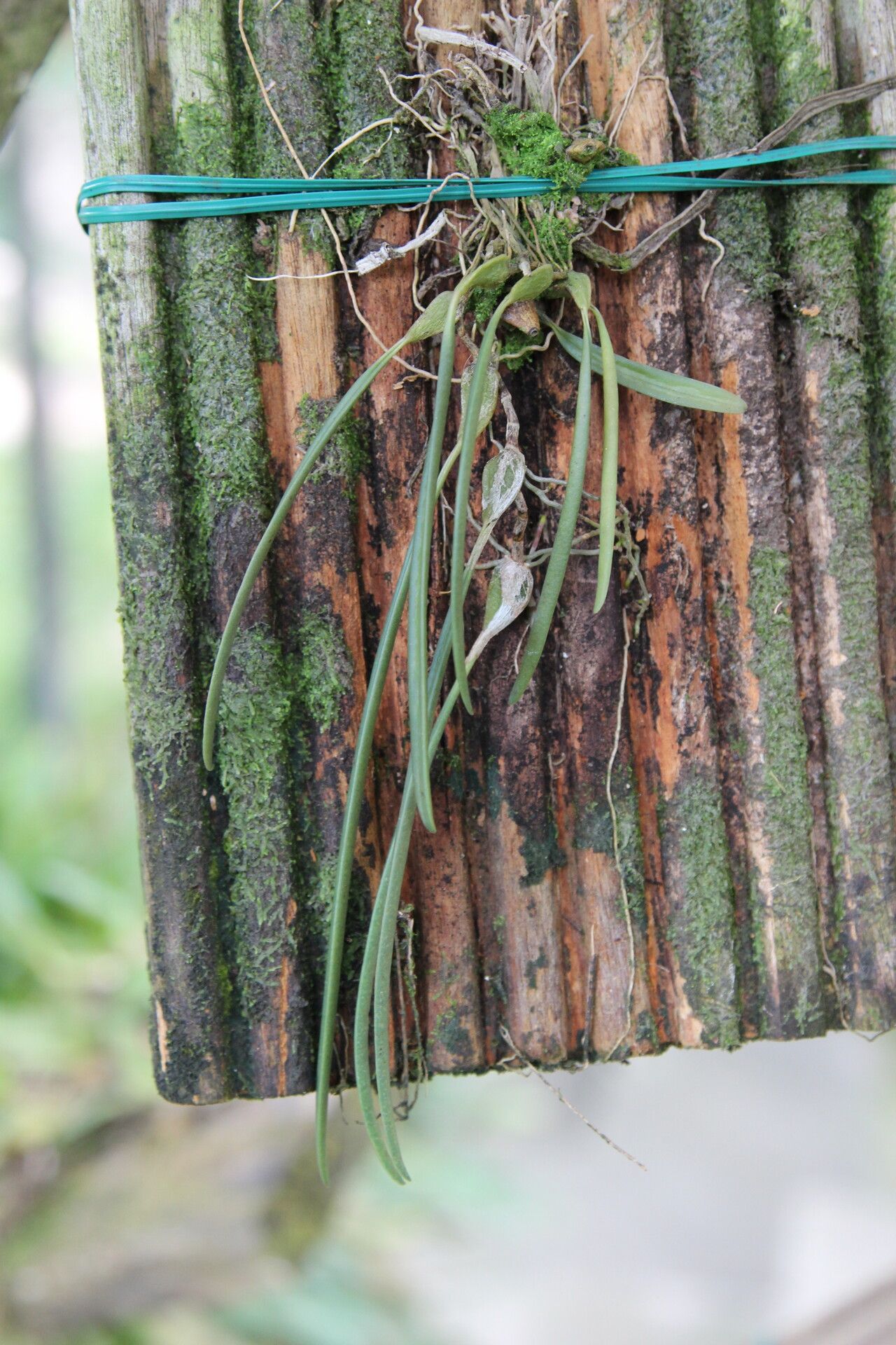 Bulbophyllum pauwelsianum — houseplant care guide