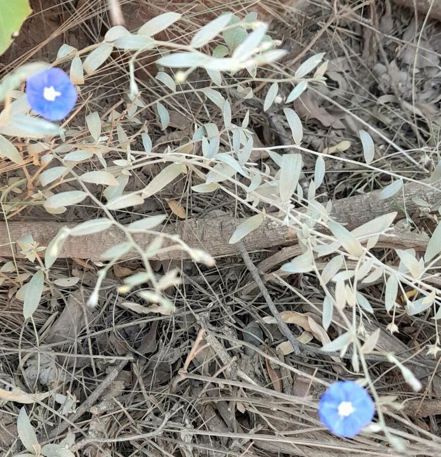 Evolvulus arizonicus habit